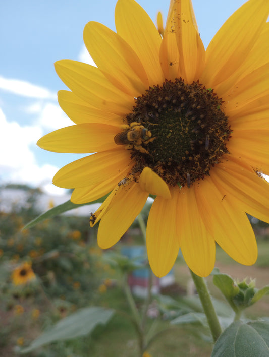 Spring Honey Flow: Timing, Preparation, and Sharing the Sweet Harvest