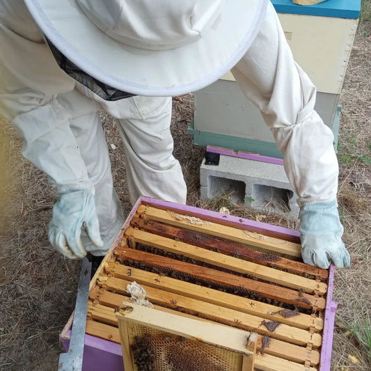Beginner Beekeeping Class