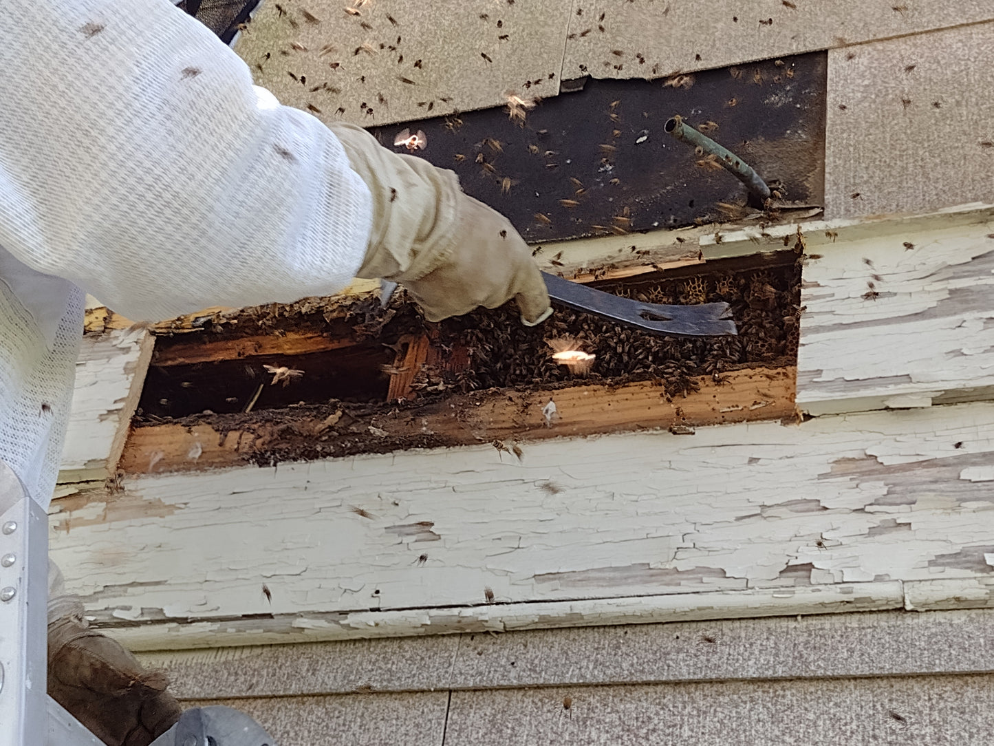 Beginner Beekeeping Class