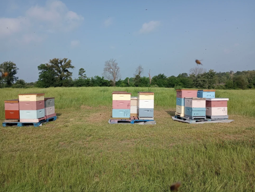 Full Size Hive