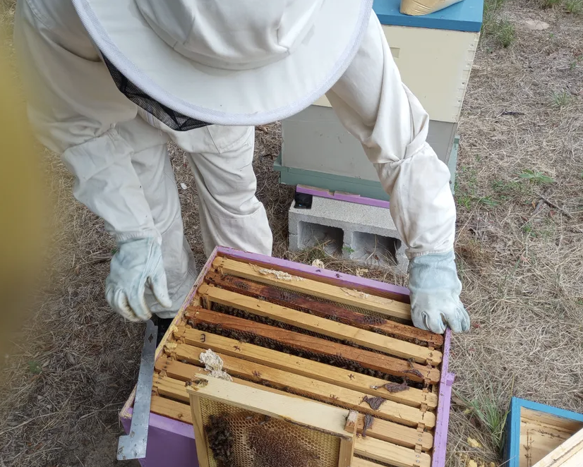 Hive Mentoring