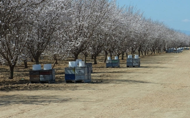 Beginner Beekeeping Class