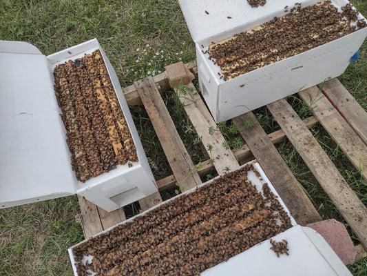Spring Splits in Beekeeping: Why They Are Essential for Hive Health and Growth